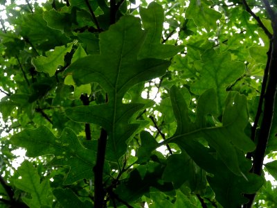 Feuilles du Chêne chevelu ou chêne lombard, Quercus cerris… 