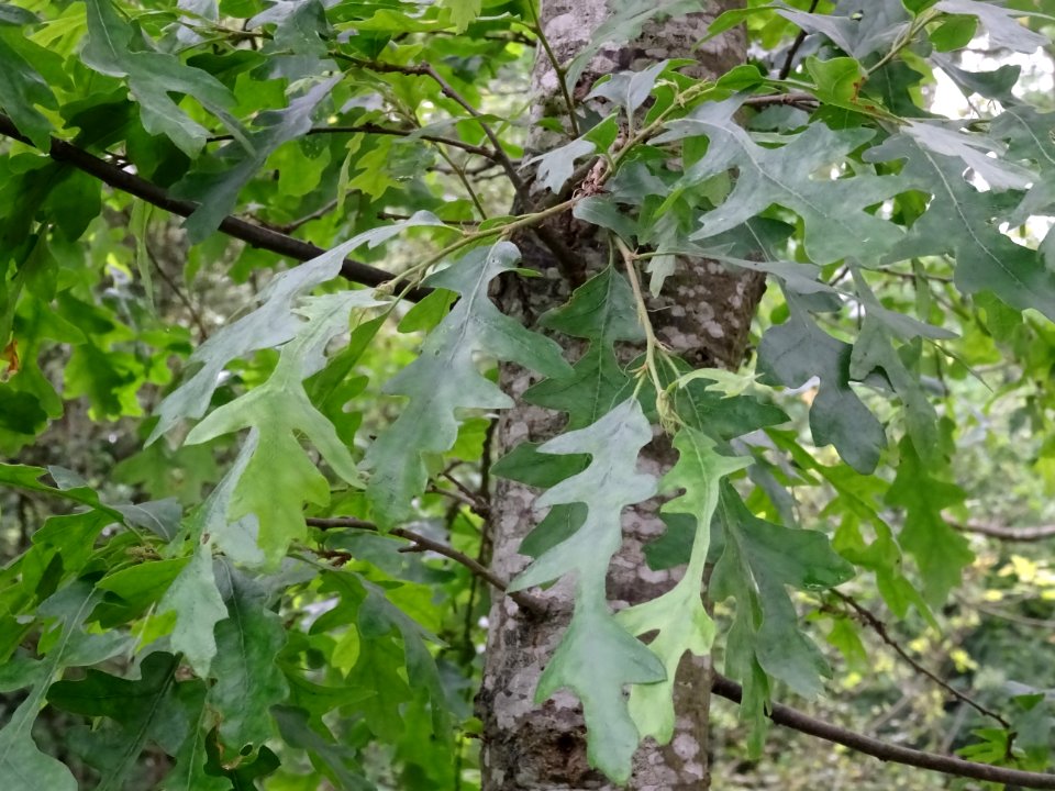 Jeune tronc et feuilles du Chêne chevelu ou chêne lombard,… 