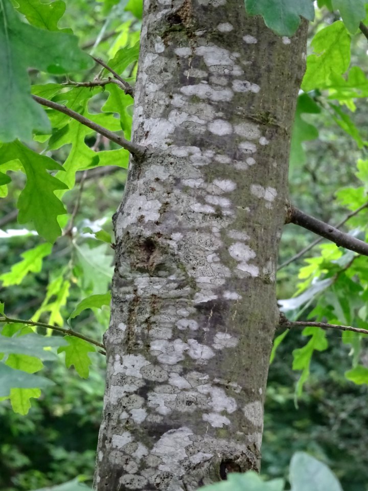 Tronc d'un jeune Chêne chevelu ou chêne lombard, Quercus c… 