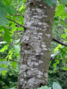 Tronc d'un jeune Chêne chevelu ou chêne lombard, Quercus c… 