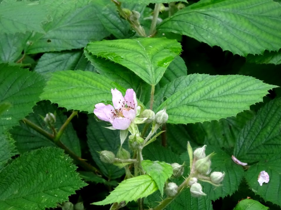 Fleur de la Ronce commune, Rubus fruticosus, Rosacées 