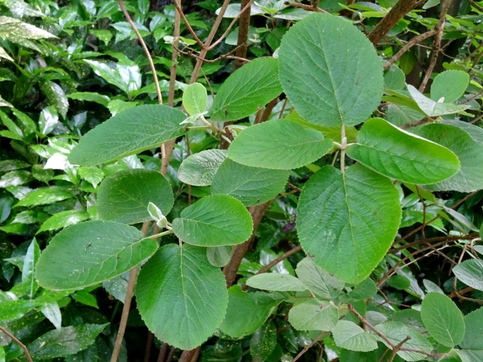 Viorne lantane ou Viorne mancienne ou Cochène, Viburnum la… 