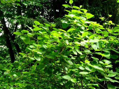 Viorne lantane ou Viorne mancienne ou Cochène, Viburnum la… 