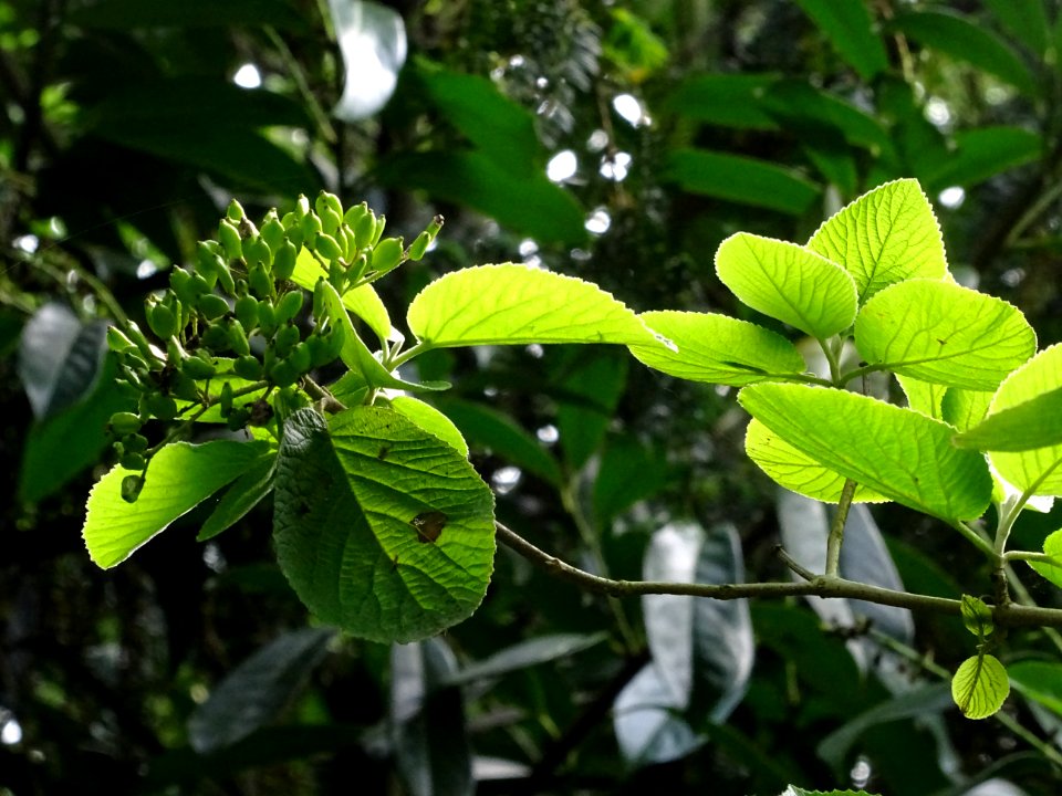 Viorne lantane ou Viorne mancienne ou Cochène, Viburnum la… 