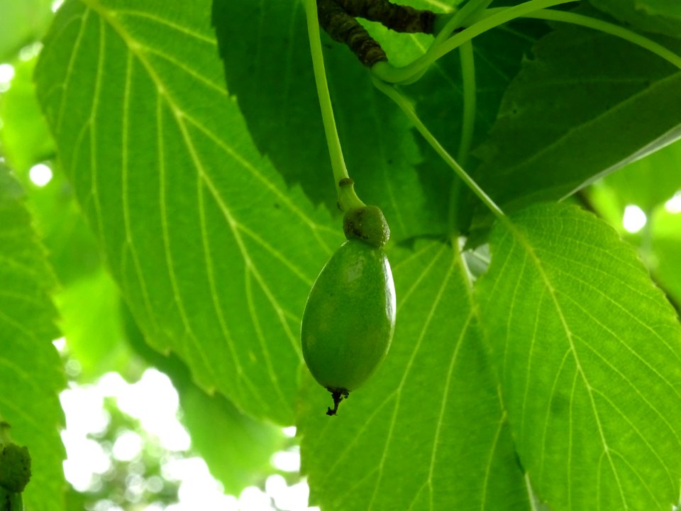 Fruit de l'Arbre aux mouchoirs, Davidia involucrata, Nyssa… 
