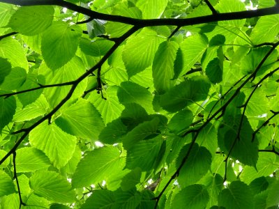 Feuilles de l'Arbre aux mouchoirs, Davidia involucrata, Ny… 