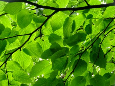 Feuilles de l'Arbre aux mouchoirs, Davidia involucrata, Ny… photo