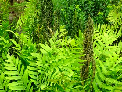 Frondes vertes et panicules de sporanges de l'Osmonde roya… 