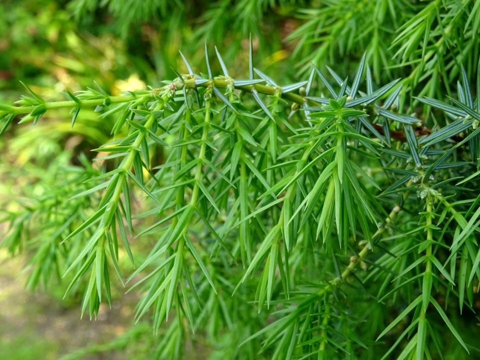 Génévrier commun, Juniperis communis, Cupressacées 