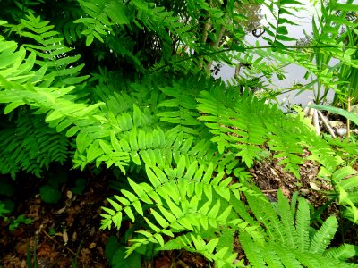 Frondes vertes de l'Osmonde royale, Osmunda regalis, Osmun… 
