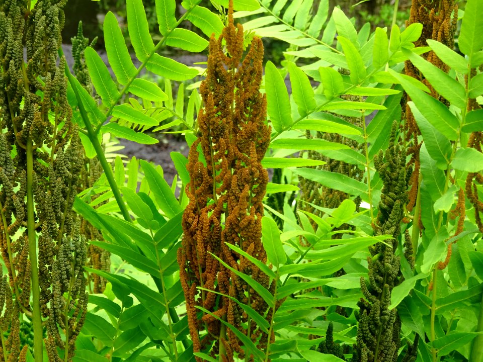 Frondes vertes et panicules de sporanges de l'Osmonde roya… 