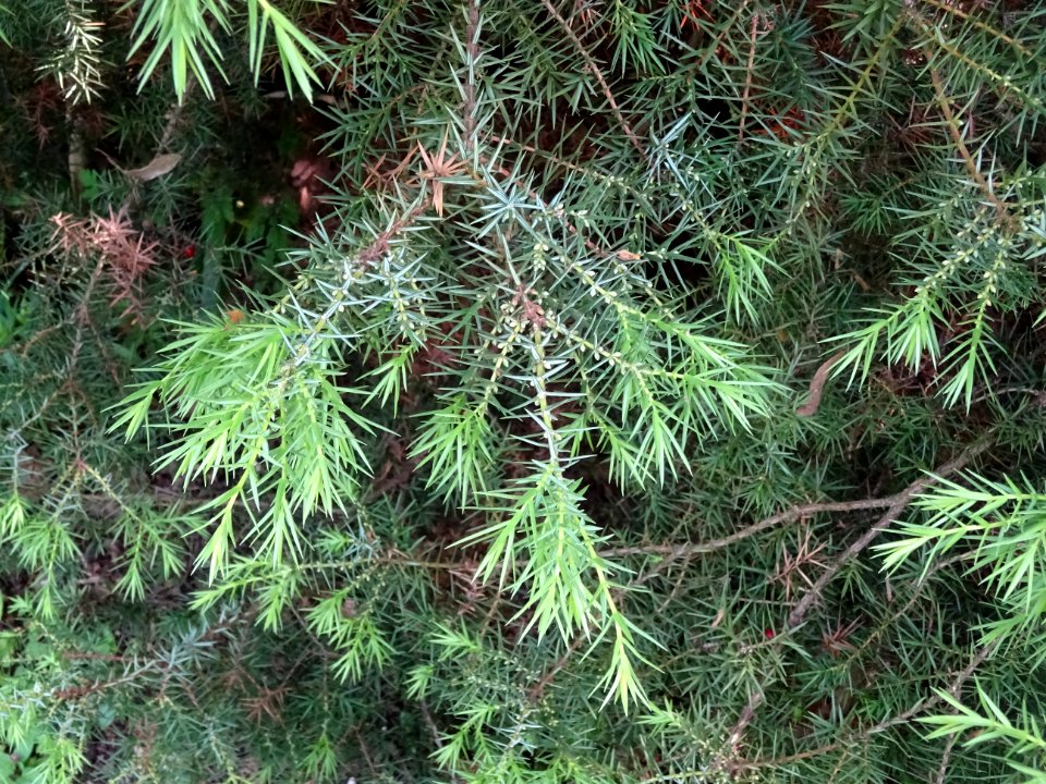 Génévrier commun, Juniperis communis, Cupressacées 