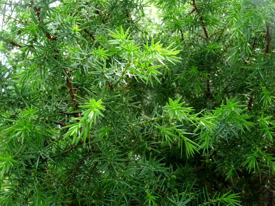 Génévrier commun, Juniperis communis, Cupressacées 