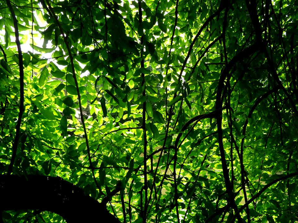 Branches et feuilles du Robinier faux-acacia pleureur, Rob… 