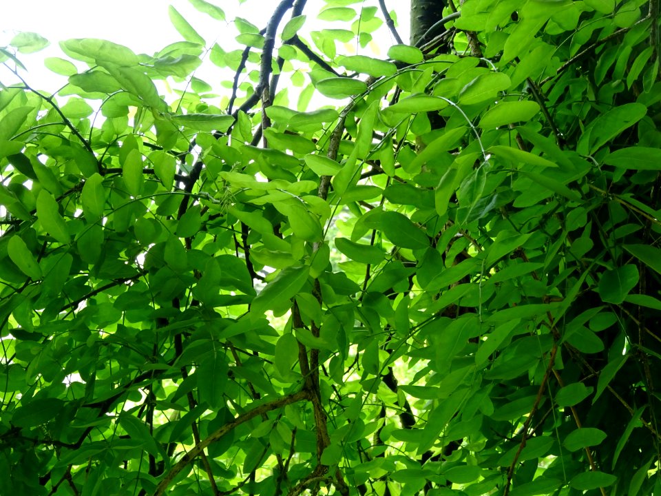 Feuilles du Robinier faux-acacia pleureur, Robinia pseudoa… 