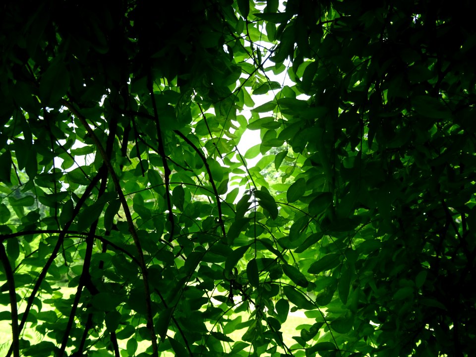Feuilles du Robinier faux-acacia pleureur, Robinia pseudoa… 