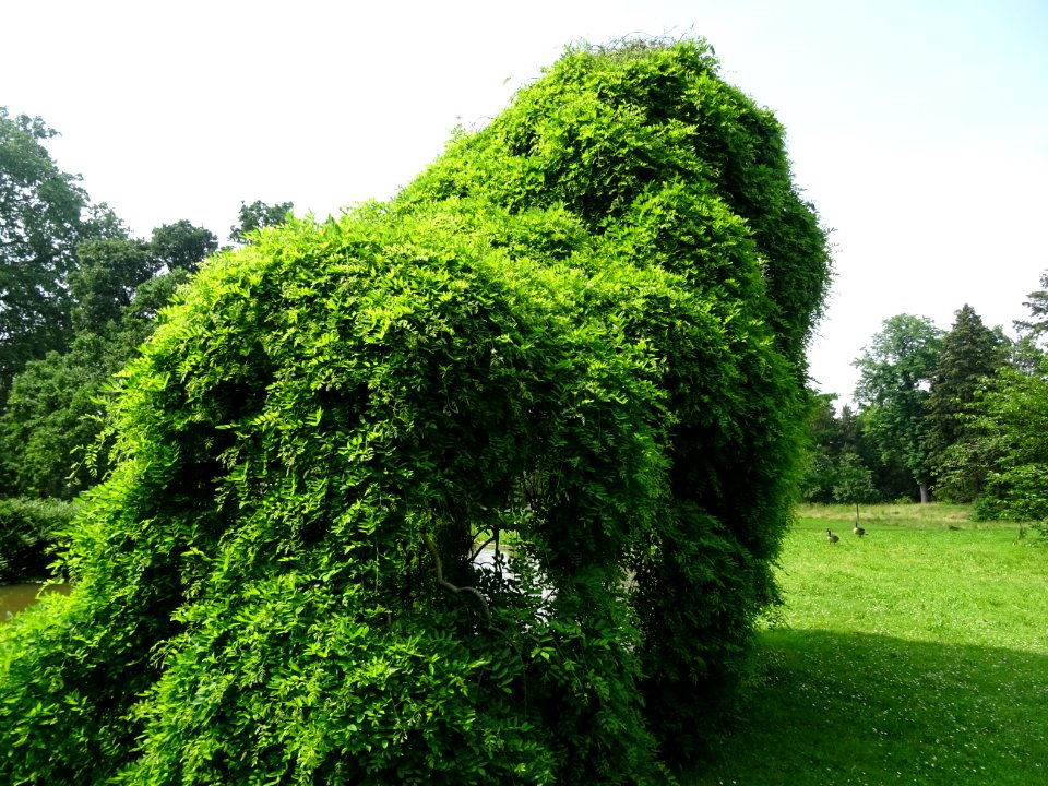 Robinier faux-acacia pleureur, Robinia pseudoacacia pendul… 
