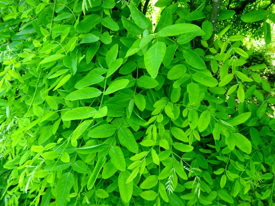 Feuilles du Robinier faux-acacia pleureur, Robinia pseudoa… 