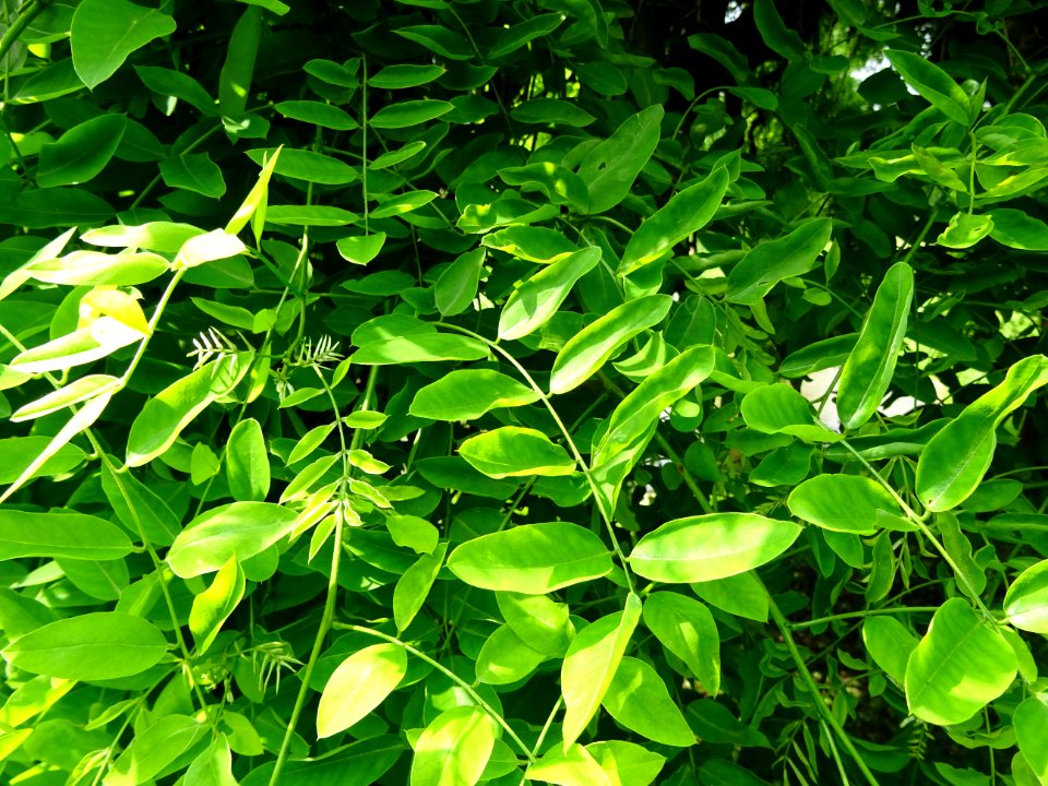 Feuilles du Robinier faux-acacia pleureur, Robinia pseudoa… 