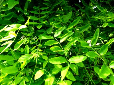 Feuilles du Robinier faux-acacia pleureur, Robinia pseudoa… 