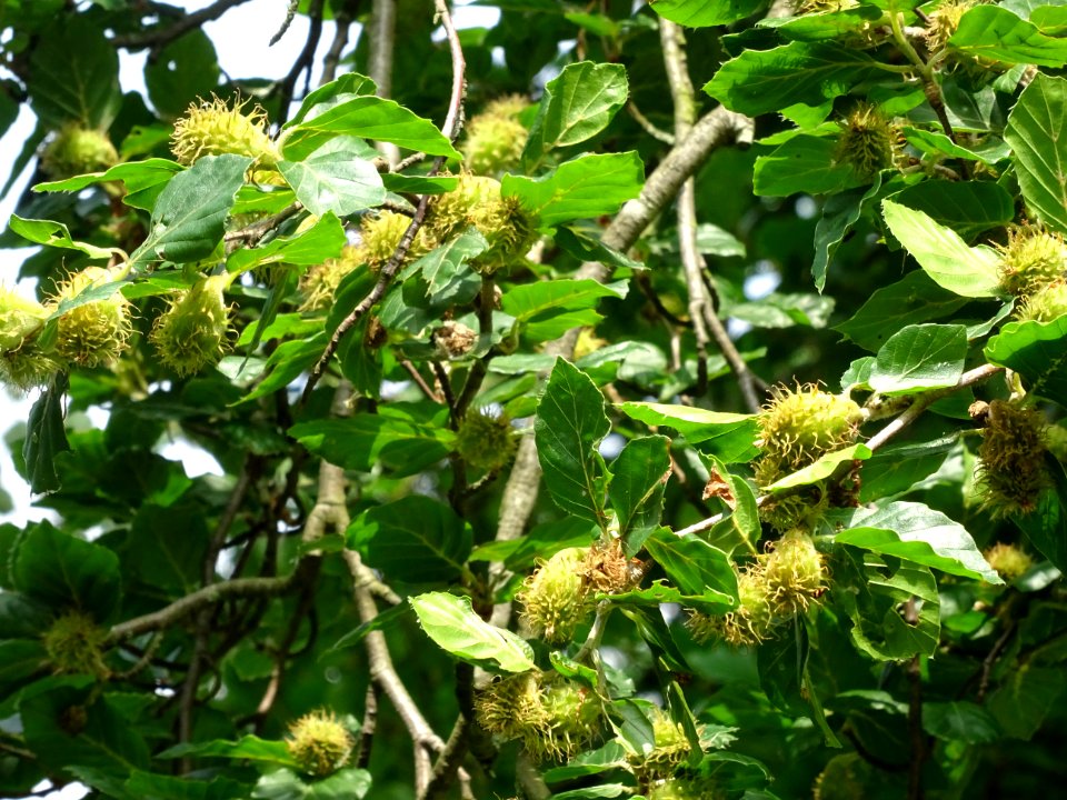 Feuilles et fruits du Hêtre fastigié, Fagus sylvatica 'Fas… 