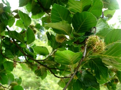 Feuilles et fruits du Hêtre fastigié, Fagus sylvatica 'Fas… 