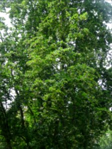 Feuilles et fruits du Hêtre fastigié, Fagus sylvatica 'Fas… 
