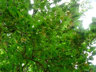 Feuilles et fruits du Hêtre fastigié, Fagus sylvatica 'Fas… 