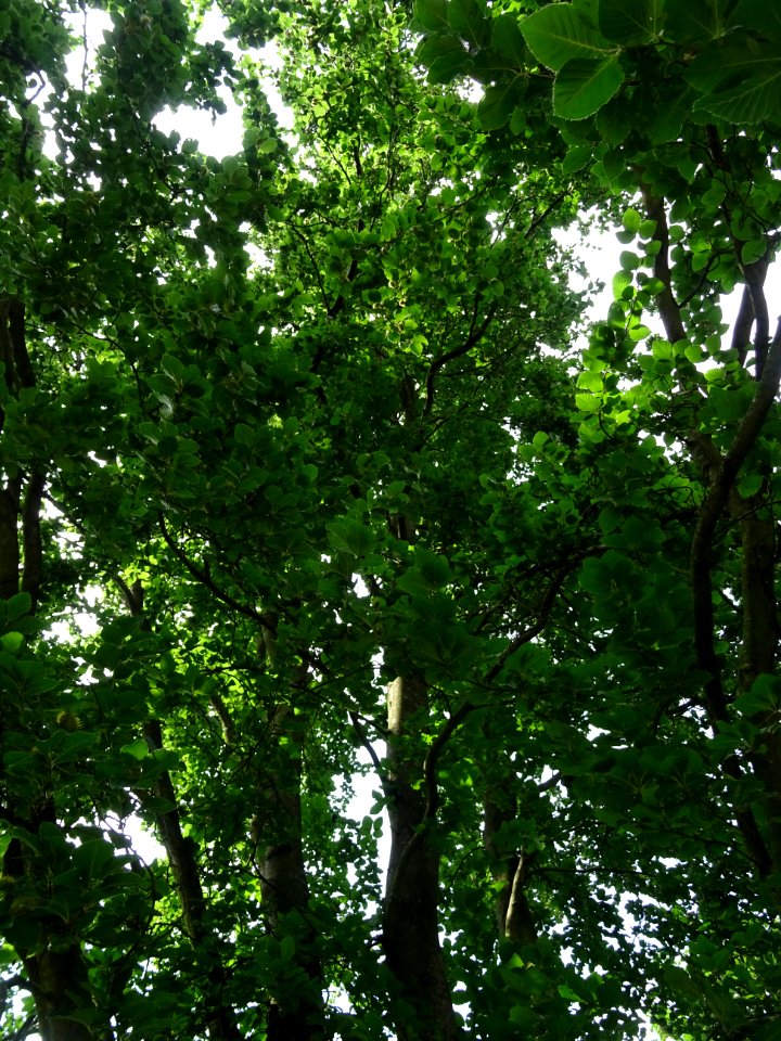 Feuilles du Hêtre fastigié, Fagus sylvatica 'Fastigiata', … 