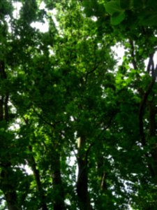 Feuilles du Hêtre fastigié, Fagus sylvatica 'Fastigiata', … 