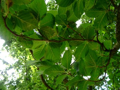 Feuilles du Hêtre fastigié, Fagus sylvatica 'Fastigiata', … 