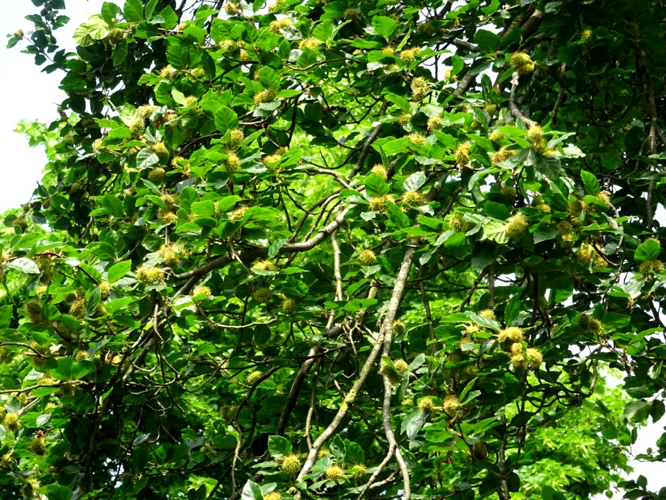 Feuilles et fruits du Hêtre fastigié, Fagus sylvatica 'Fas… 
