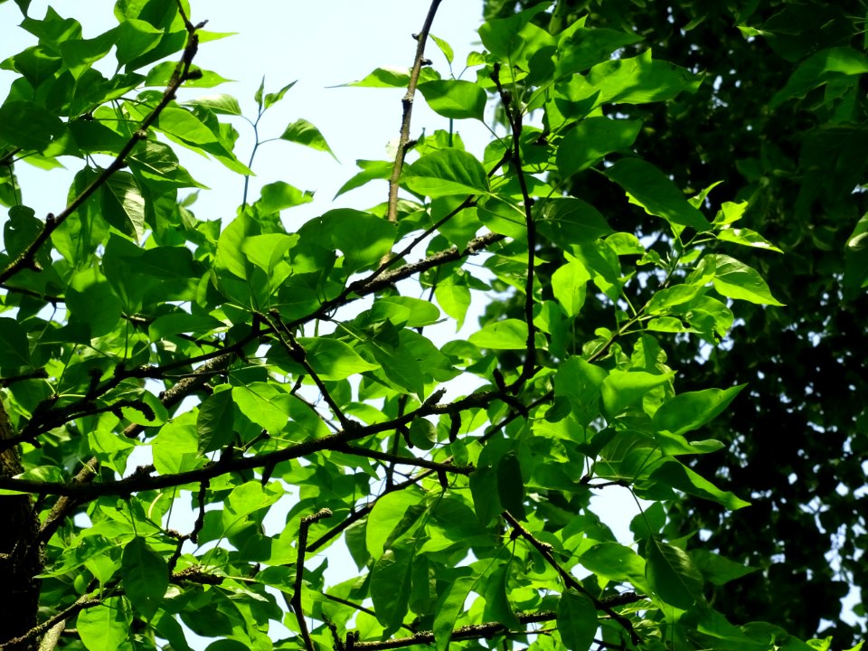 Feuilles de l' Oranger des Osages, Maclura pomifera, Morac… 