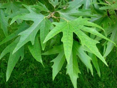 Feuilles du Platane de Chypre, Platanus orientalis var. di… 