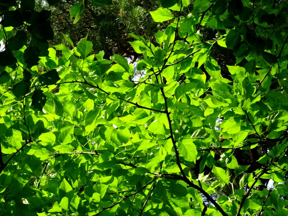 Feuilles de l' Oranger des Osages, Maclura pomifera, Morac… 