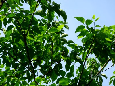 Feuilles de l'Evodia de Hou-pei ou arbre à miel, Evodia Hu… 