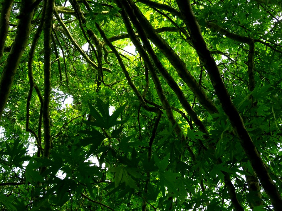 Branches et feuilles du Platane de Chypre, Platanus orient… 