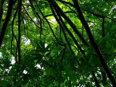Branches et feuilles du Platane de Chypre, Platanus orient… 