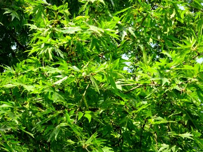 Feuilles du Platane de Chypre, Platanus orientalis var. di… 
