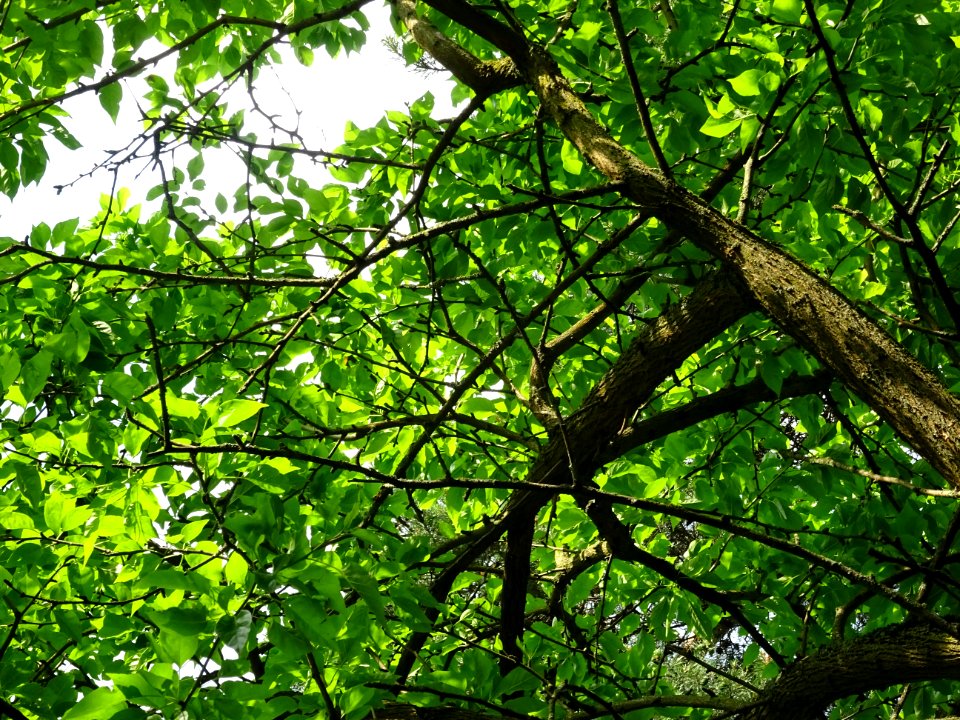 Branches et feuilles de l' Oranger des Osages, Maclura pom… 
