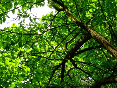 Branches et feuilles de l' Oranger des Osages, Maclura pom… 