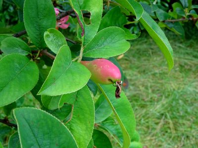 Feuilles, fleur et fruit du Pommier sauvage, Malus sylvest… 