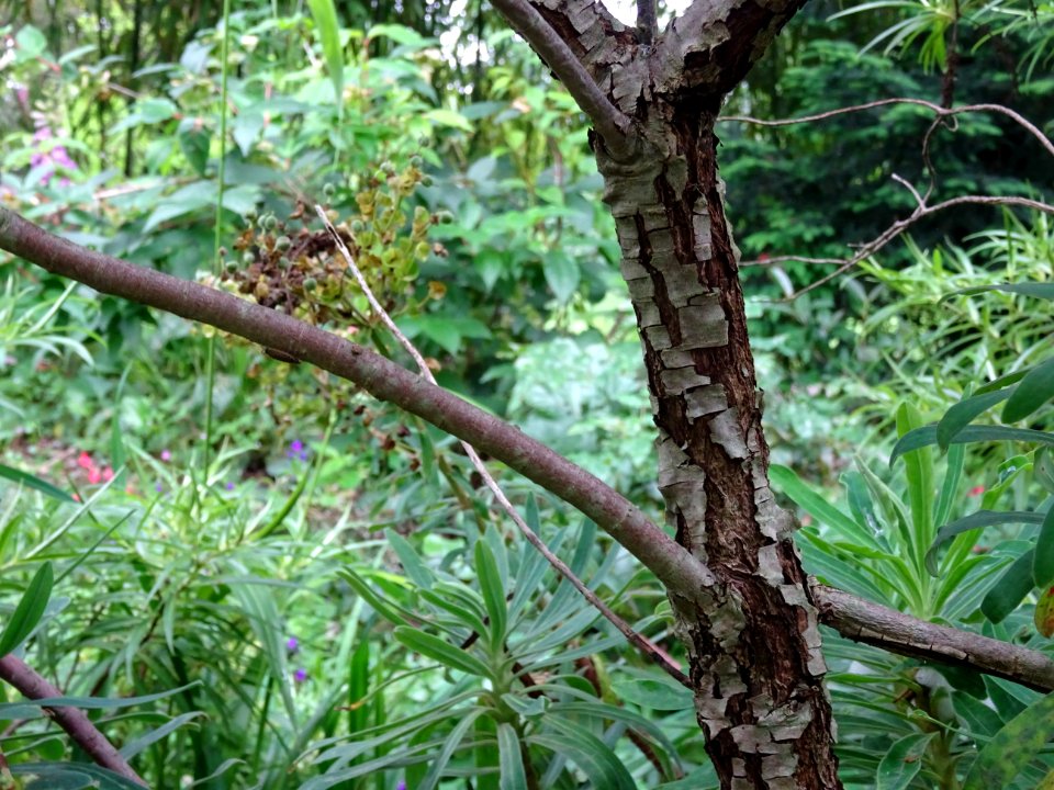 Ecorce de l'Euphorbe arbustive, Euphorbia dendroïdes, Euph… 