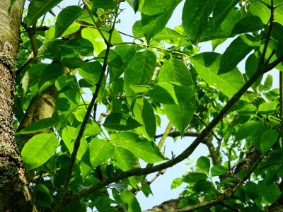 Feuilles de l'Evodia de Hou-pei ou arbre à miel, Evodia Hu… 