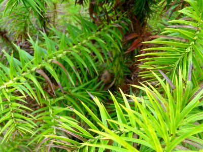Jeunes branches de l'Araucaria élégant ou Sapin de Chine, … 