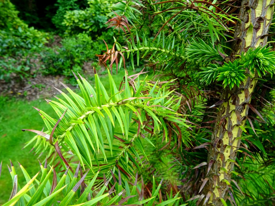 Jeunes branches de l'Araucaria élégant ou Sapin de Chine, … 