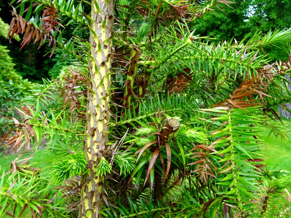 Jeunes branches de l'Araucaria élégant ou Sapin de Chine, … 