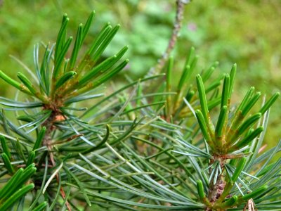 Jeunes aiguilles du Pin blanc du Japon, Pinus parviflora, … 