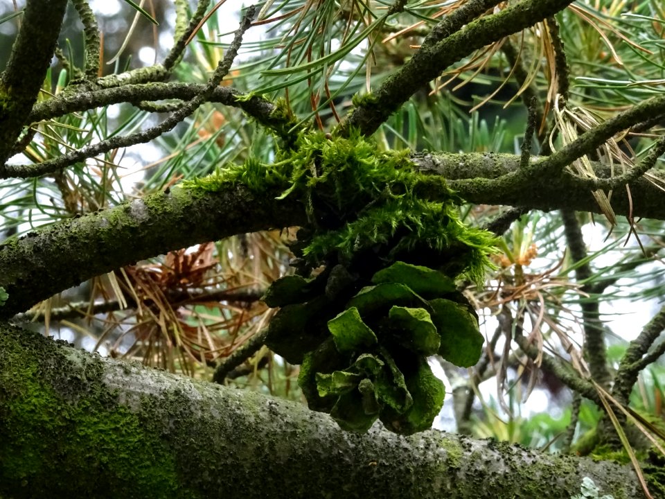 Cône femelle du Pin blanc du Japon, Pinus parviflora, Pina… 