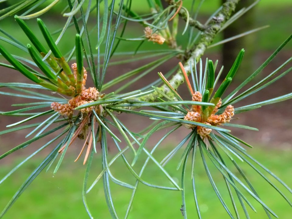Jeunes aiguilles du Pin blanc du Japon, Pinus parviflora, … 